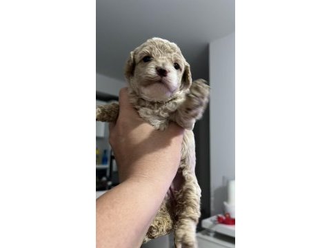 Sevımlı poodle mınıkler