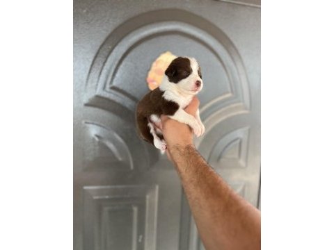 Kızıl border collie yavrular