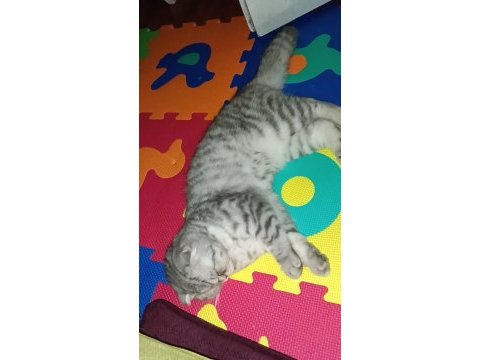 Uygun yavru scottish fold dişi