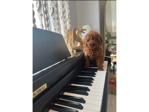 Türkiyenin en elit kore kan red brown toy poodle bebekleri