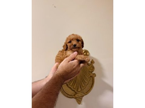 Mınık poodle kurabıyeler