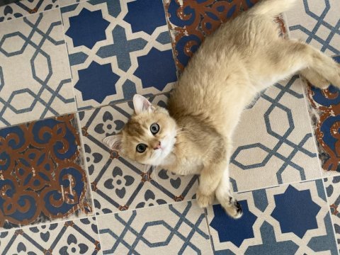 Scrli ny11 british shorthair yavrum