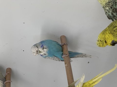 Damızlık jumbo muhabbet kuşu erkekler ve dişiler