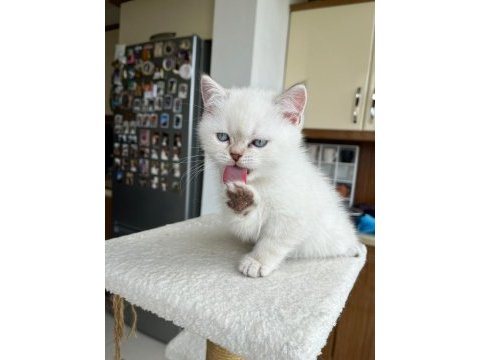 British shorthair silver point 2.5 aylık erkek bebek
