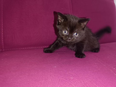 British shorthair kahverengi
