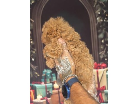 Altın rengi toy poodle yavrular
