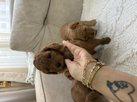 İstanbul köpeğimiz