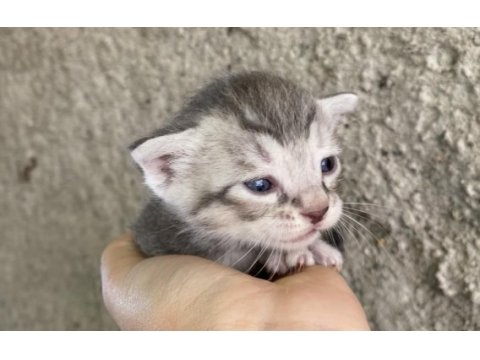 Acil sahiplendirme scottish fold bebekler