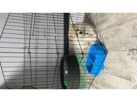 8 aylık pomeranian