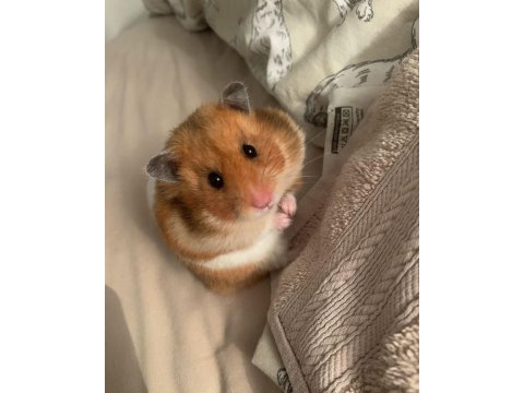 Hamster gonzales yavrularımız heryere gönderim