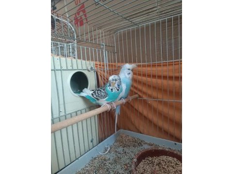 Jumbo kuşlarımız muhabbet kuşu