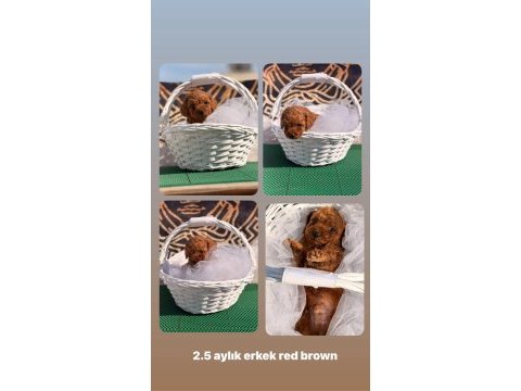 Üst kalite bardak boy toy poodle yavrularımız