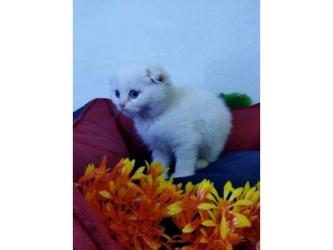Muhteşem güzellikte beyaz scottish fold yavrularımız