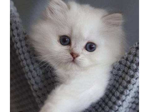 British longhair harika yavru