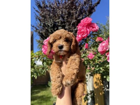 Kore maltipoo yavrular