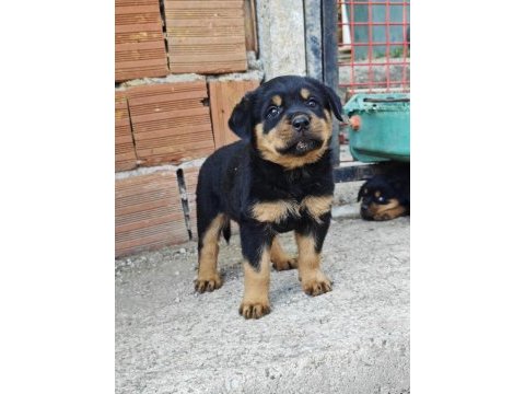 Özel soydan özel rottweiler yavrular