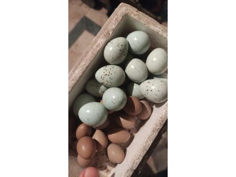 Bıldırcın ve bıldırcın yumurtası