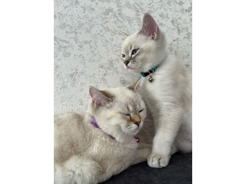 Dişi ve erkek iki british shorthair yavru sahibini bekliyor