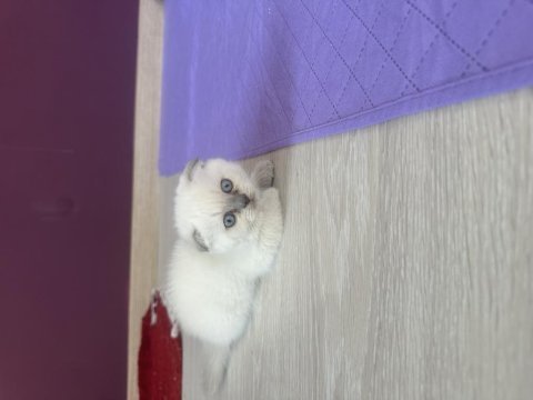 55 günlük scottish fold yavrularım