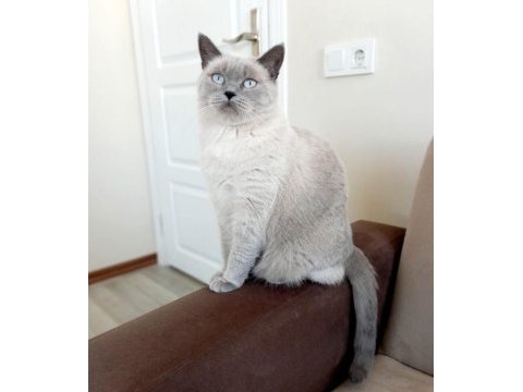 British shorthair dişi