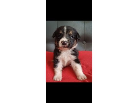 Border collie yavrular