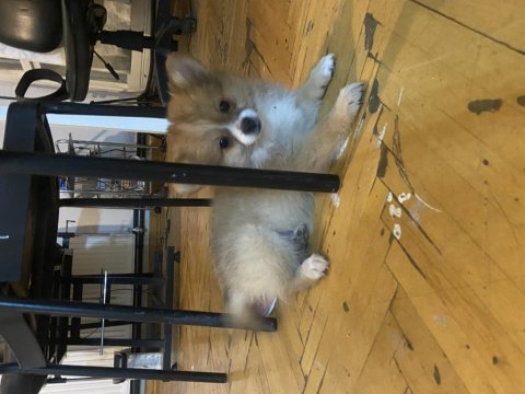 2 adet pomeranian spitz yavrularımız
