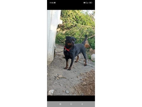 Dişi rottweiler