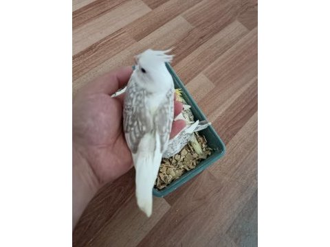 Sultan papağanı bebekler ev üretimi