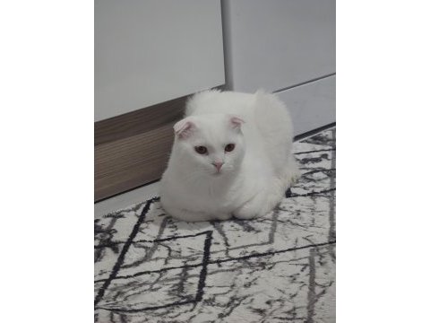 Scottish fold yavru