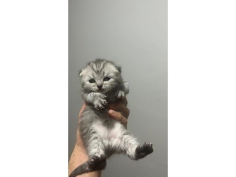 55 günlük british longhair yavrular