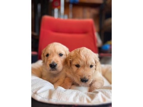 Golden retriever severler için minik kalpler
