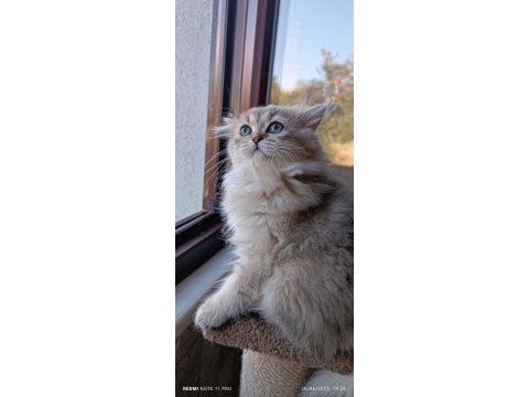 British longhair dişi