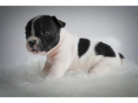 French bulldog yavrularımız