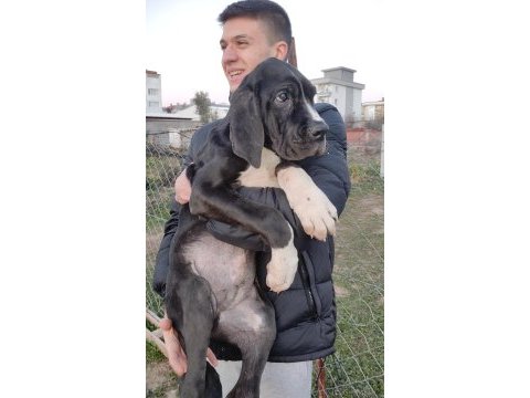 Great dane danua yavrular