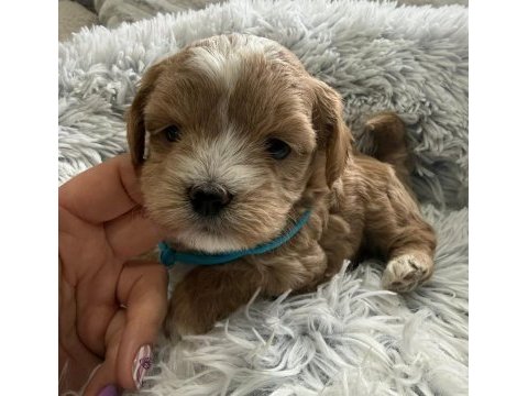 Maltipoo yavrularımız 