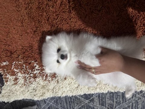 Pomeranian köpeğimiz yuva arıyor