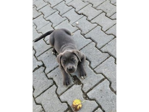 Cane corso köpeği