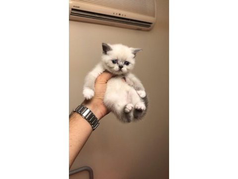 Baba exotic shorthair anne scottish straight