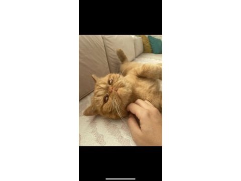 3 yaşında exotic shorthair erkek kedimiz