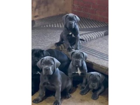 Cane corso bebekler sağlık ve ırk garantili teslim