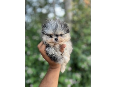 Merle pomeranian boo