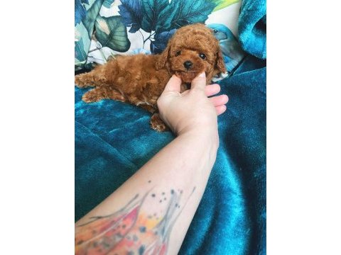 Wc eğitimli 4 aylık 500 gr micro tea cup poodle