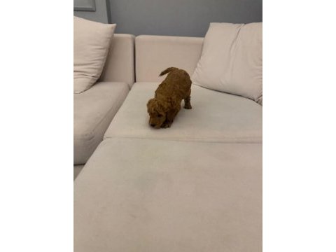 Wc eğitimli  toy poodle yavruları