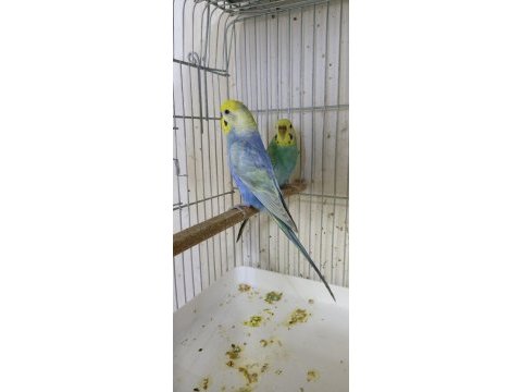 Hazır yumurtalı rainbow muhabbet kuşu takımlar