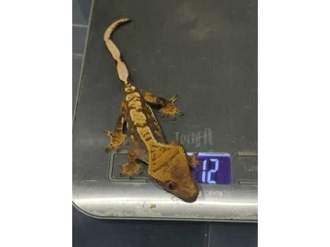 Crested gecko
