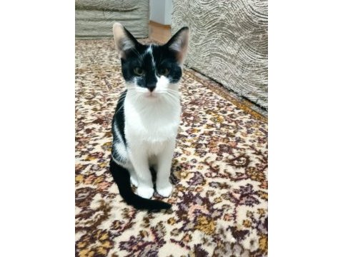 2 yavru kedimiz ücretsiz sahiplendirilecek