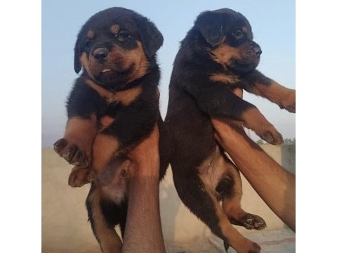 Türkiye geneli ırk sağlık ve kapıda ödeme garantili