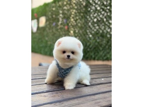 Pomeranian boo prensimiz