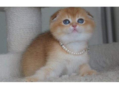Kıvrık kulak golden scottish fold
