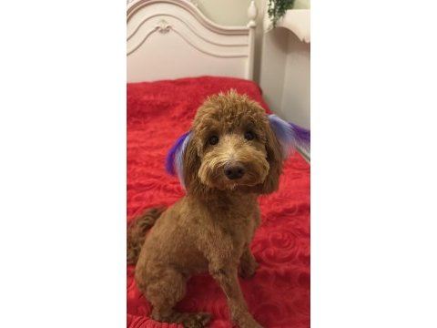 Toy poodle köpeğimiz